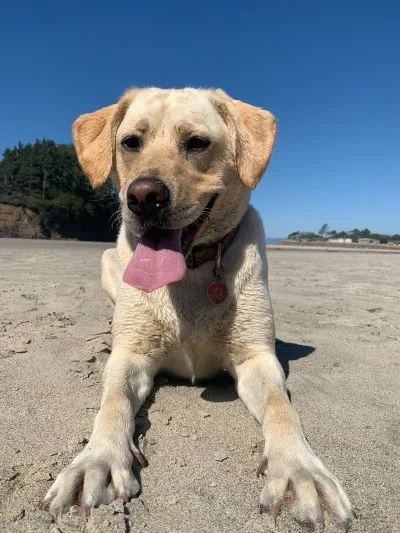 Mac Clark's dog for National Dog Day 
