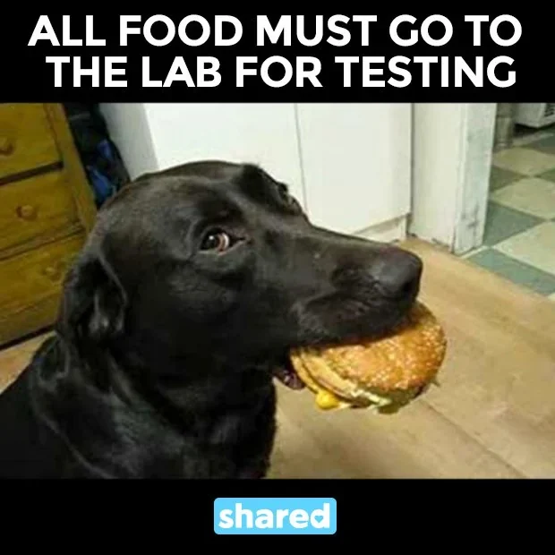 Labrador Retriever meme 