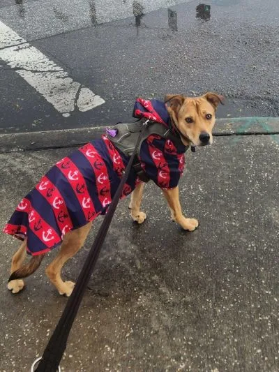 Rosa Mercado's dog for National Dog Day 