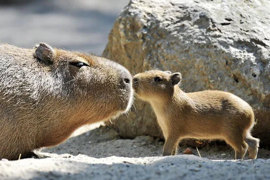capybaras