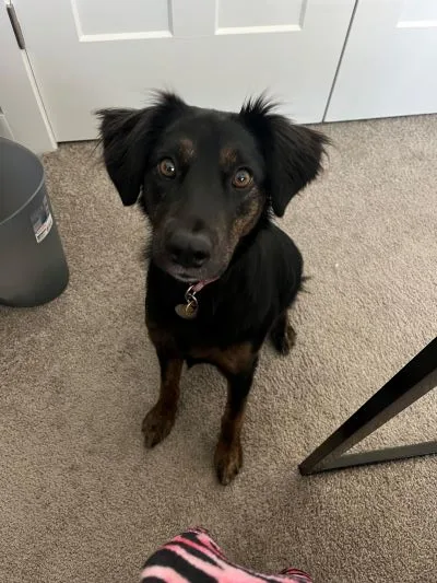 Marjorie Freeman's dog for National Dog Day 