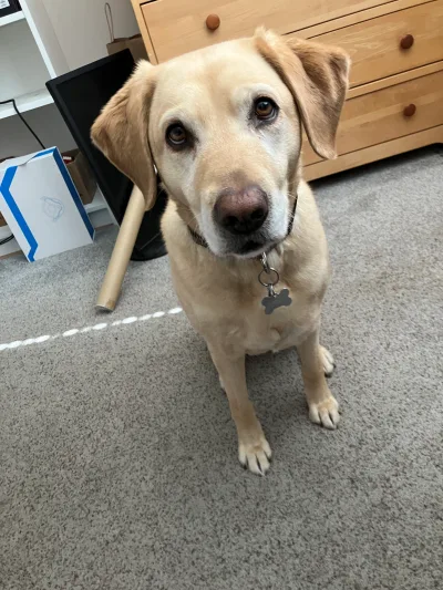 Tim Johnson's dog for National Dog Day