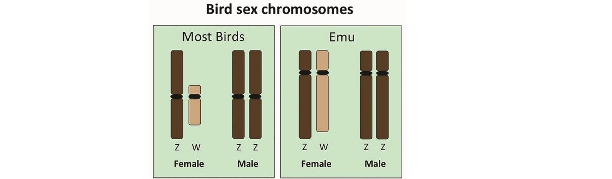 Z染色体