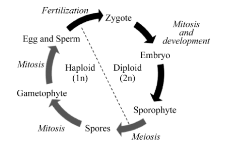 Learn About Meiosis In Plant Life Cycle 