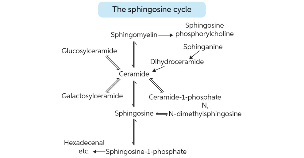 sphingomyelin synthesis