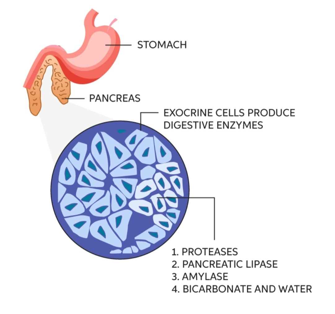 Learn About Exocrine Pancreas Chegg Com