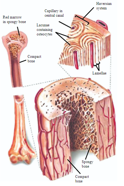 Learn About Bone Tissue In Animal 