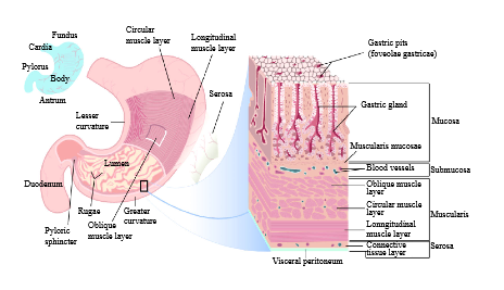 gastric glands secrete