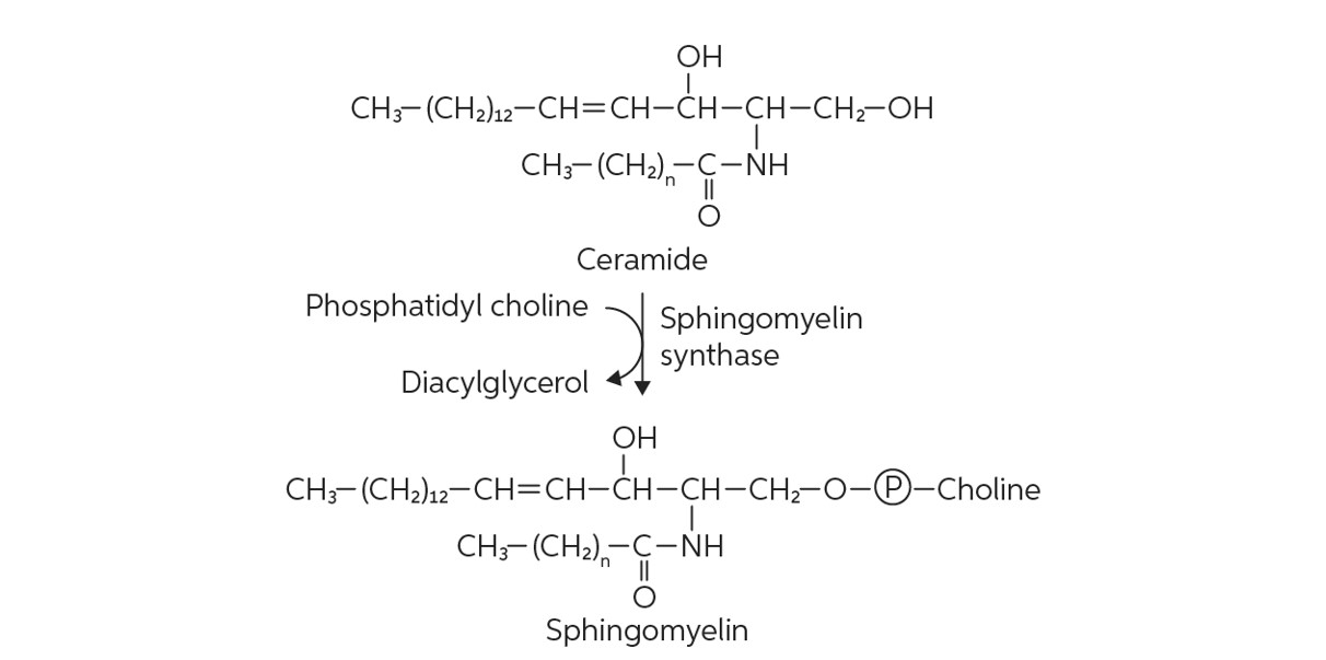 sphingomyelin synthesis