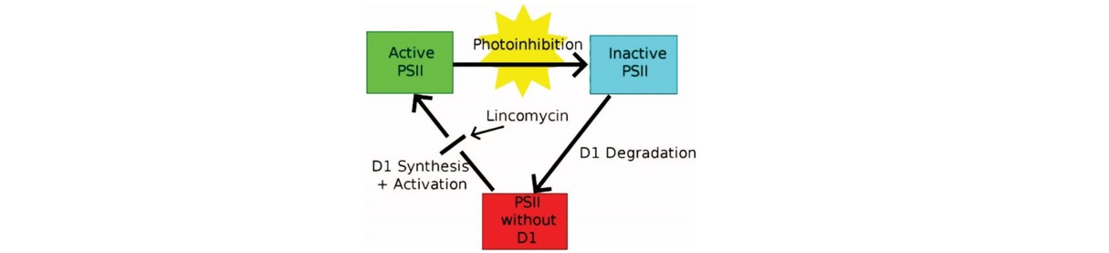 photoinhibition