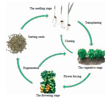 biennial plants life cycle