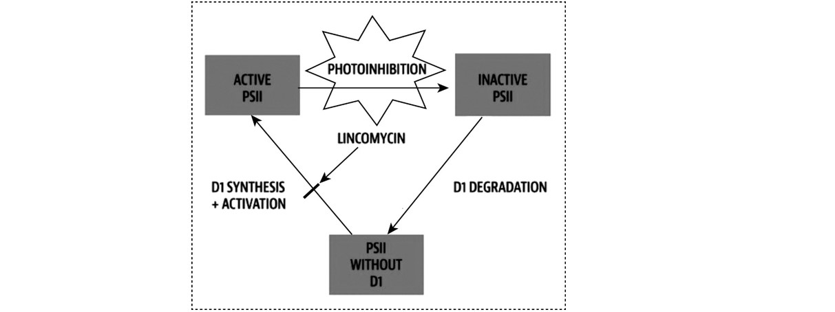 photoinhibition