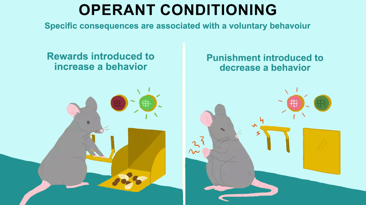 Skinner Box Experiment Operant Conditioning Video Lesson, 41% OFF