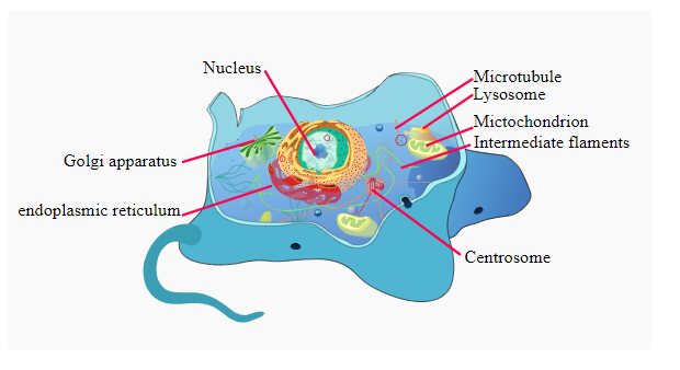 Learn About Microfilaments In Eukaryotic Cells Chegg Com