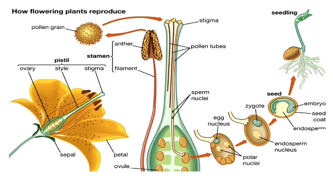 Learn About Flowering Plant Reproduction Chegg Com
