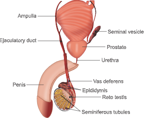 do dogs have bulbourethral glands