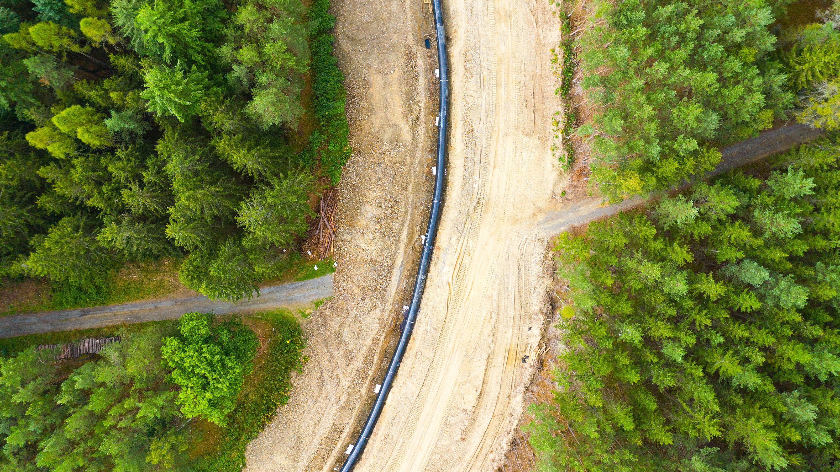 Overhead view of trees