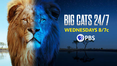 Big Cats 24/7 Wednesdays 8/7c. PBS. Male Lion with blue background.