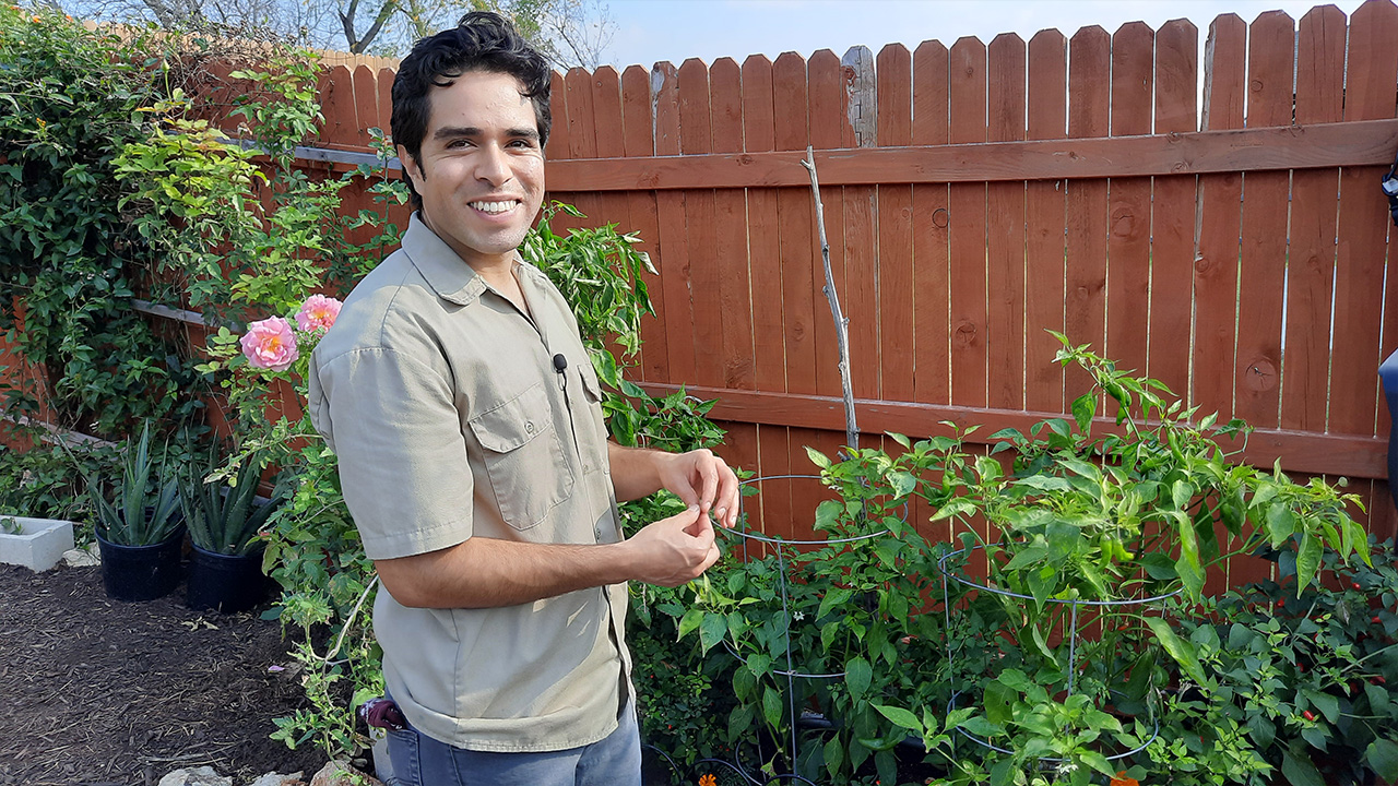 A man in a khaki shirt stands in front of tomato plants