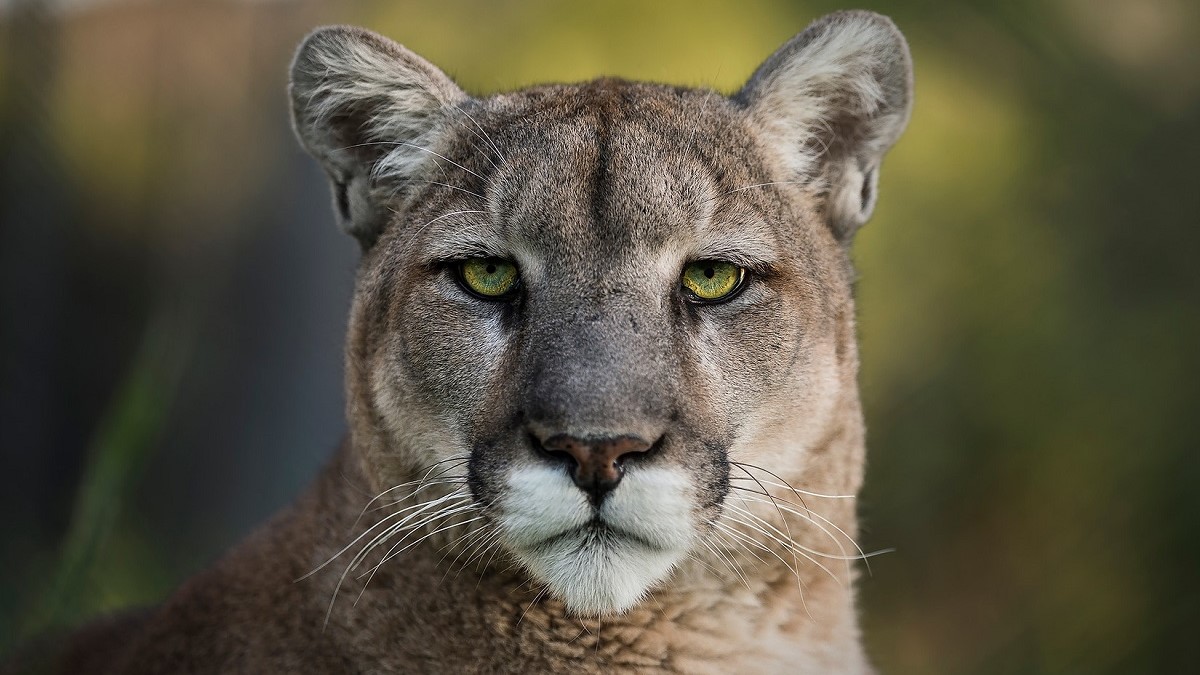 Image of a mountain lion's face
