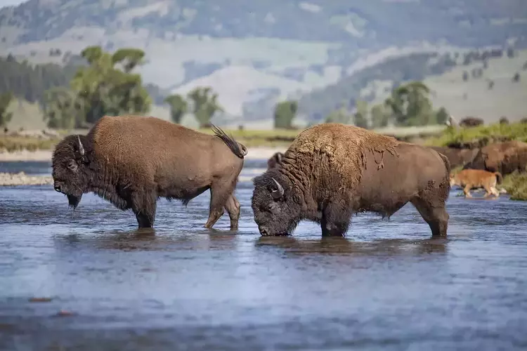 Two buffalos in water