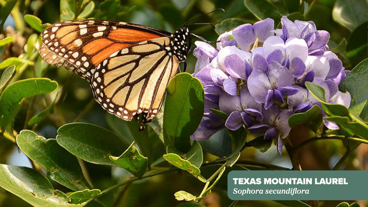 A monarch butterfly perches on a purple Texas Mountain Laurel flower.