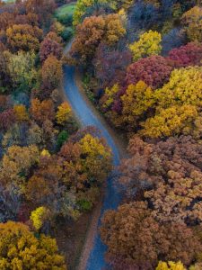 Funktionen des Waldes: Wald in Michigan, USA