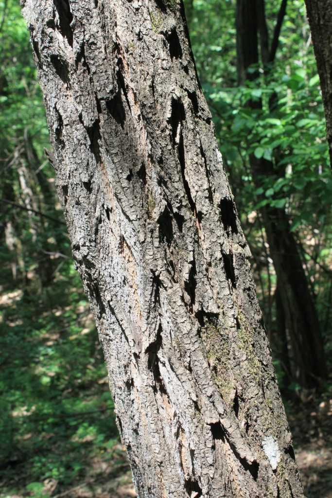 Baumstamm Akazie, Hintergrund Wald