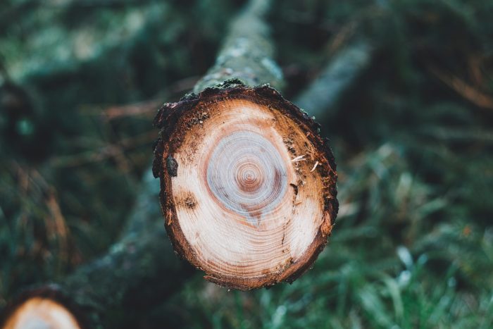 Holzarten lassen sich anhand ihres Querschnitts bestimmen.