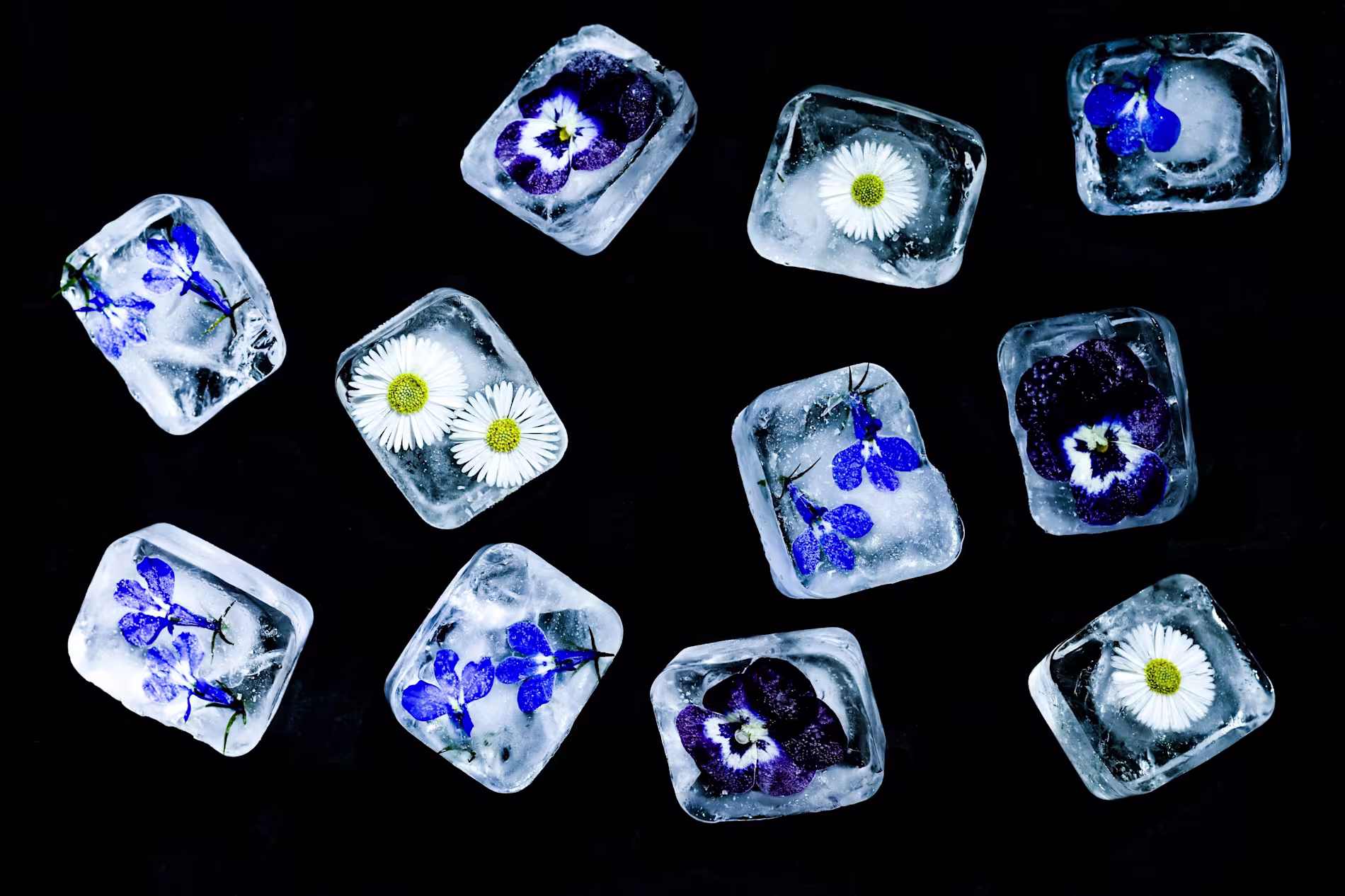 Ice cubes with blue and white flowers frozen inside are arranged on a black background.