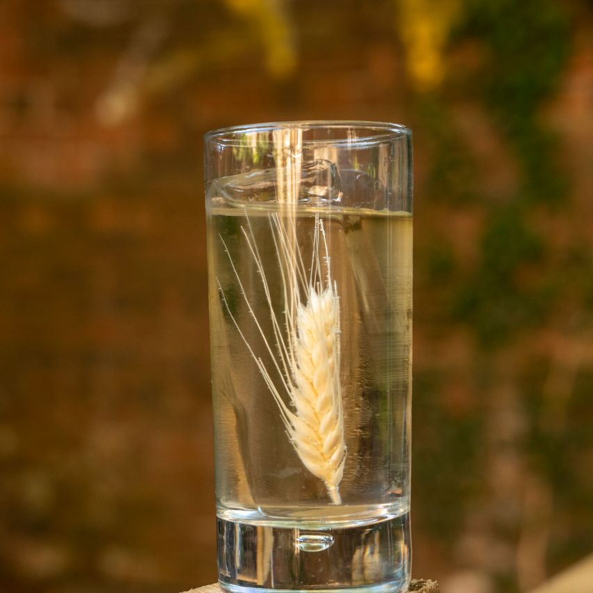 Infusión de whisky.