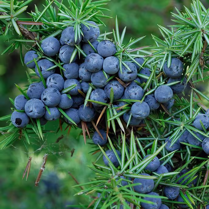 Gin production distilled to perfection