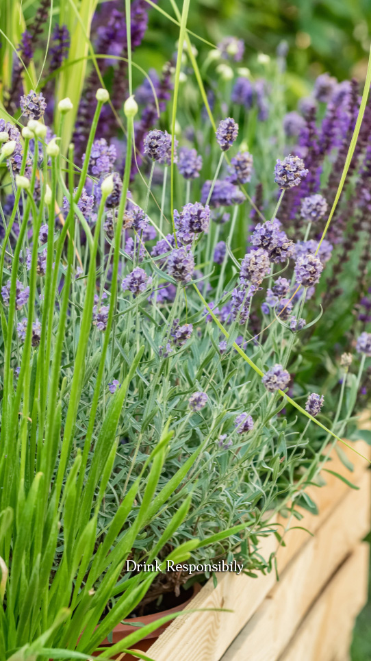 Fresh lavender growing in a garden