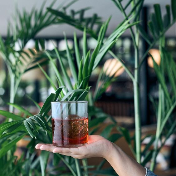 En la imagen se ve una persona sosteniendo el trago Negroni, con unas hojas verdes de fondo.