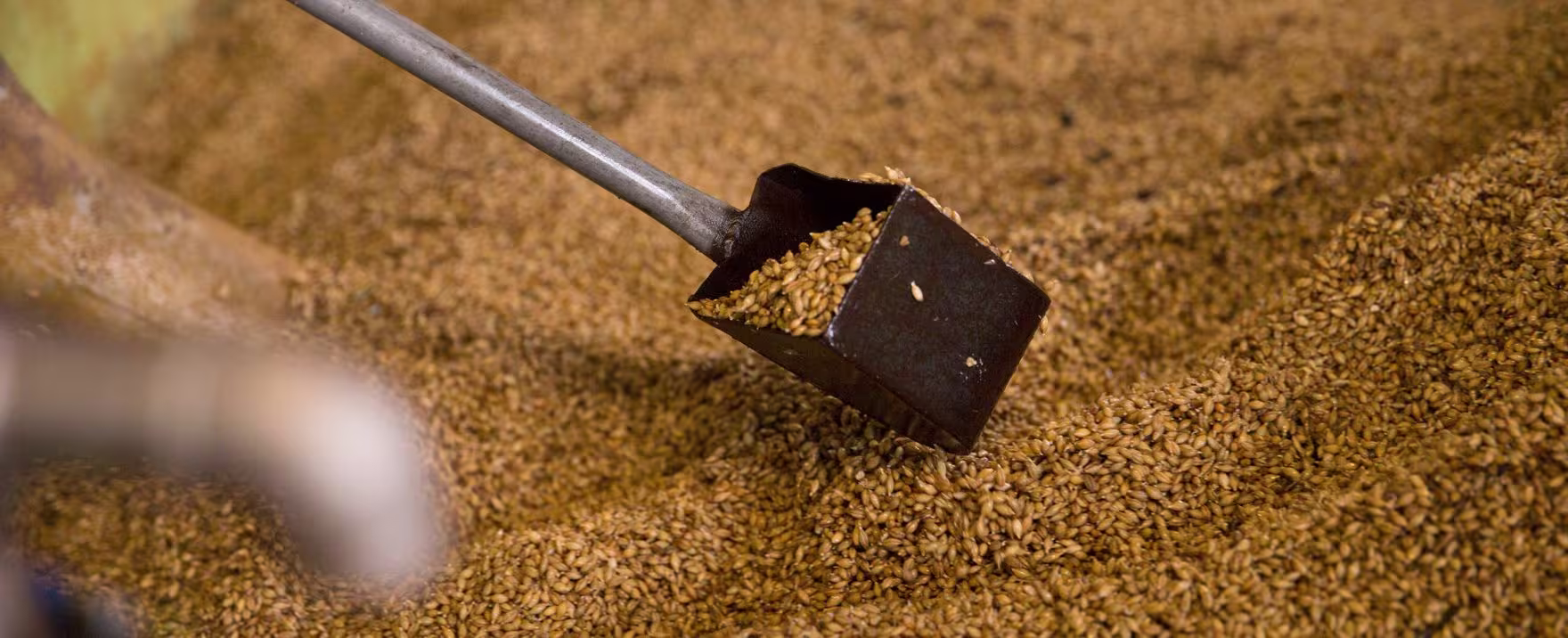 Elaboración del Whisky: del grano al vaso