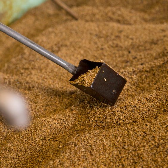 Elaboración del Whisky: del grano al vaso