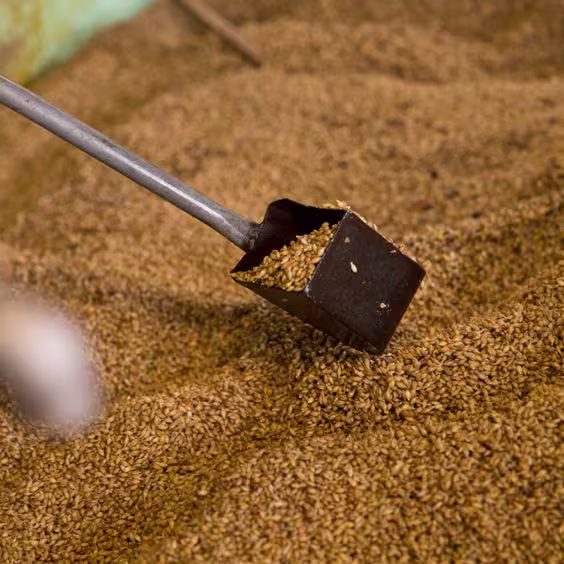 Elaboración del Whisky: del grano al vaso