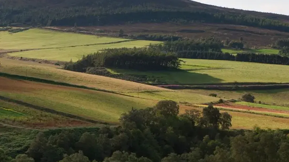 maiestria distilarii whisky ului