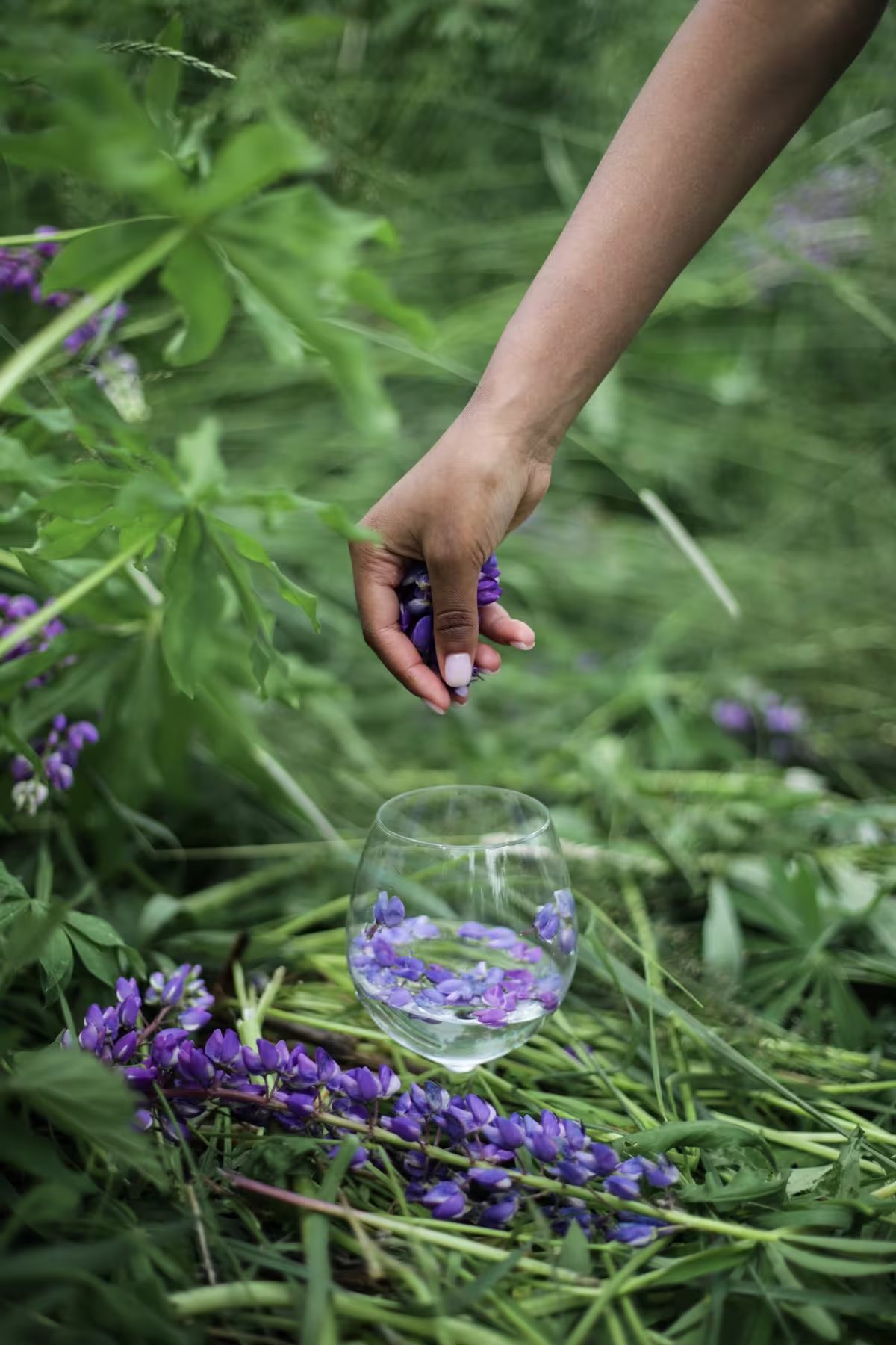 A hand drops purple flower petals into a glass of clear water, surrounded by green leaves and purple flowers outdoors.