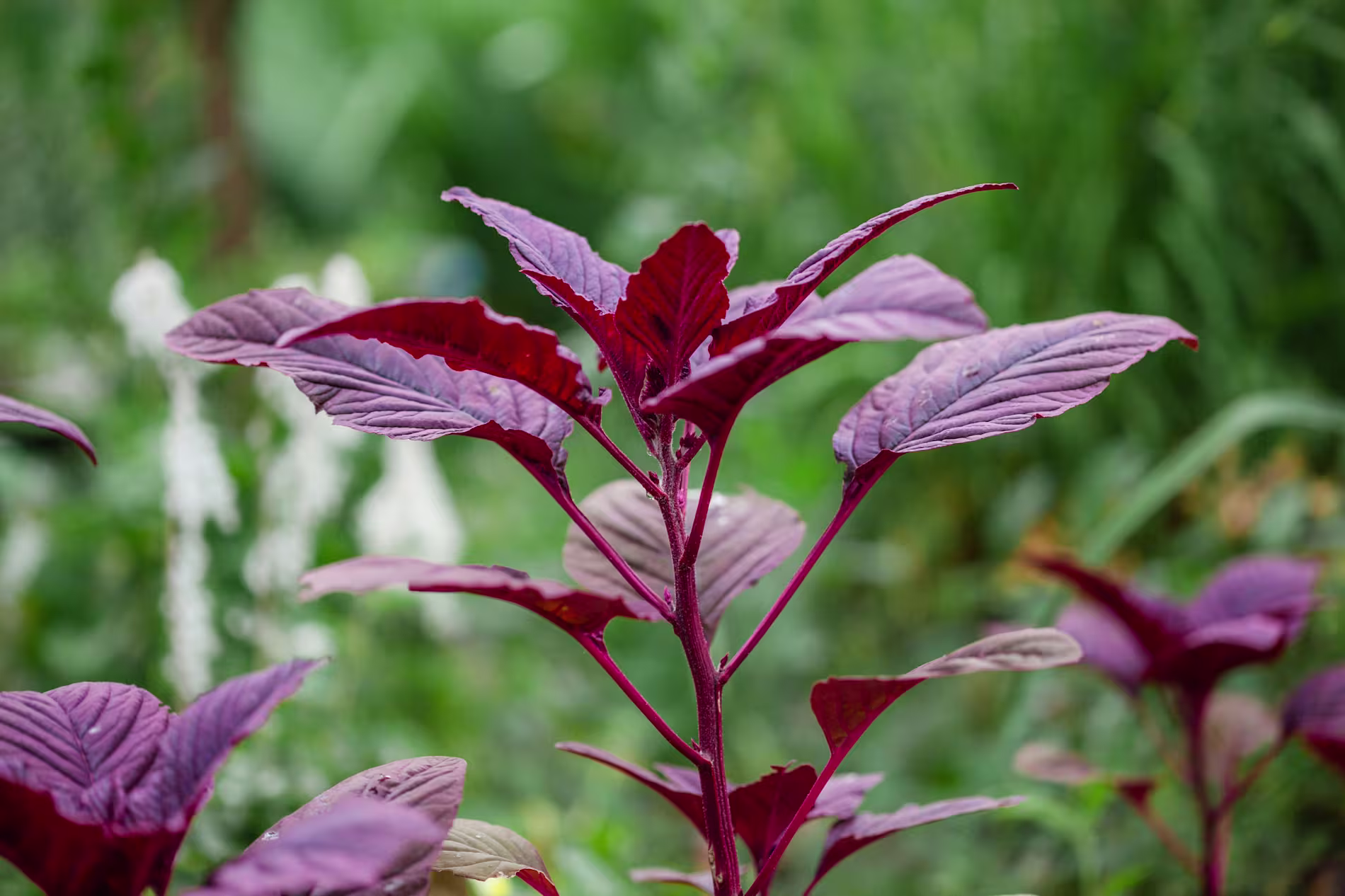 A close-up of a plant with vibrant purple and red leaves, set against a blurred green background of foliage.