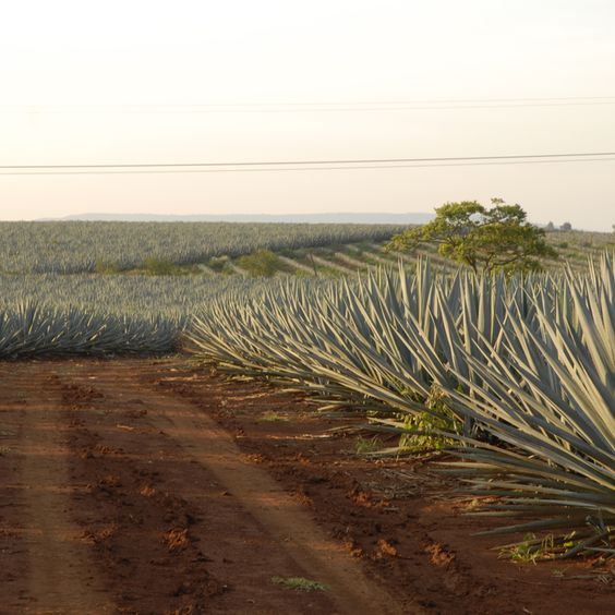 La imagen muestra un extenso campo de agave, donde comienza la elaboración del Tequila Don Julio.