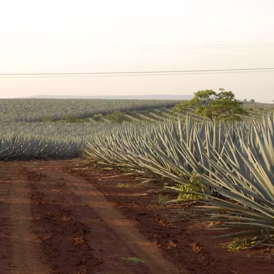La imagen muestra un extenso campo de agave, donde comienza la elaboración del Tequila Don Julio.