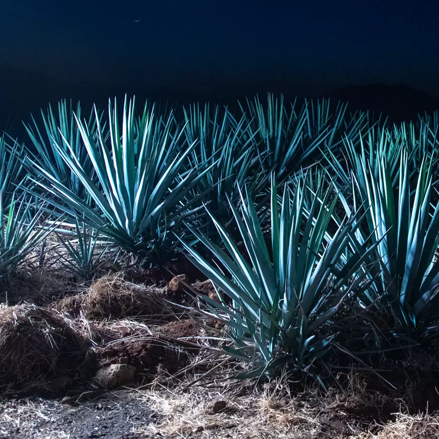 Agave plants with spiky blue-green leaves grow in rows, illuminated at night against a dark, shadowy background.
