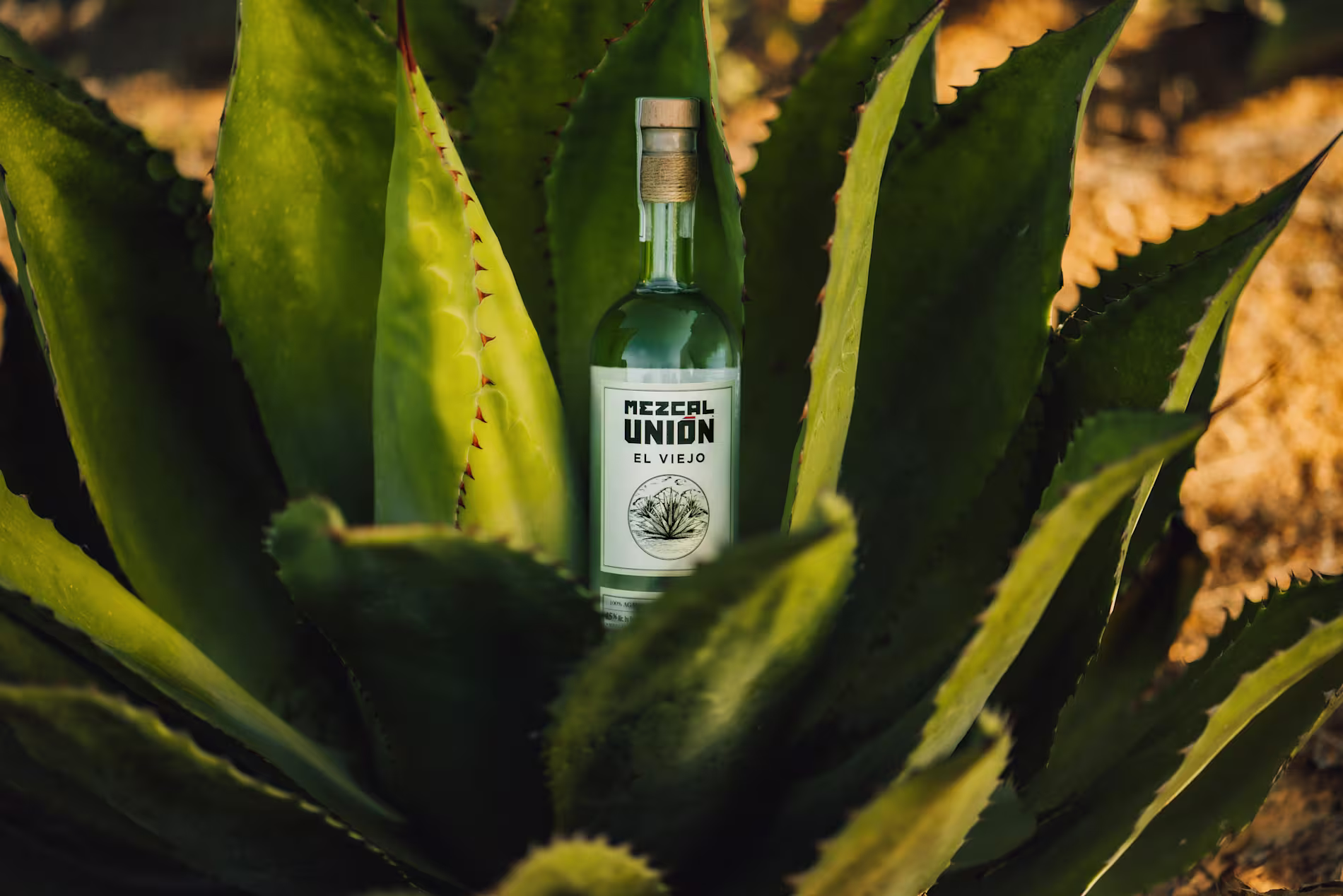 A bottle of Mezcal Union El Viejo stands upright in the center of a large agave plant outdoors.