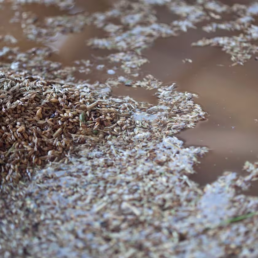 Barley at Glen Ord Distillery