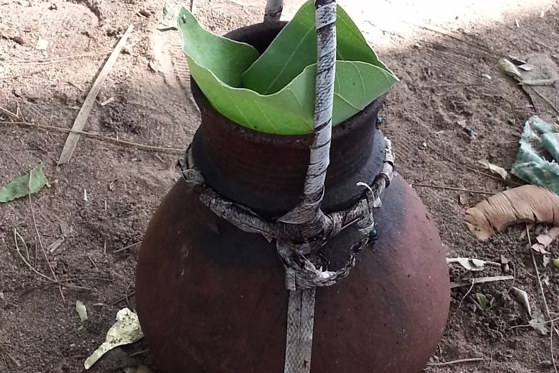 A clay pot with large green leaves inside, secured with a rope and stick, placed on dry soil with scattered leaves around.