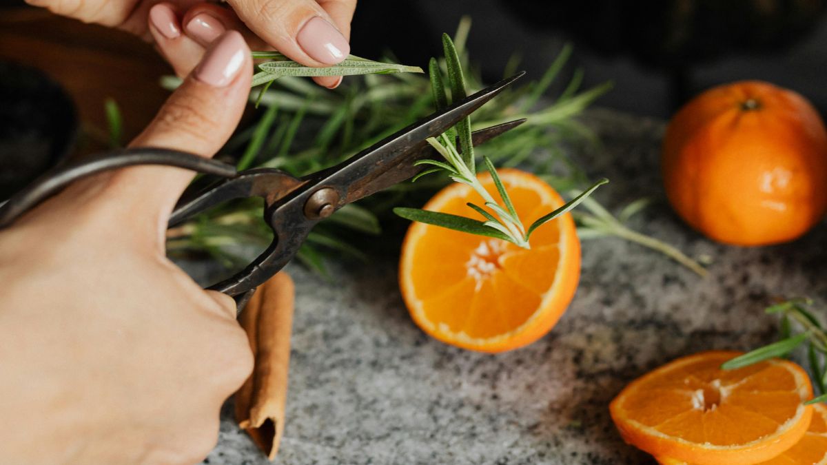 Cutting rosemary sprigs with kitchen scissors, with cut up oranges in the background