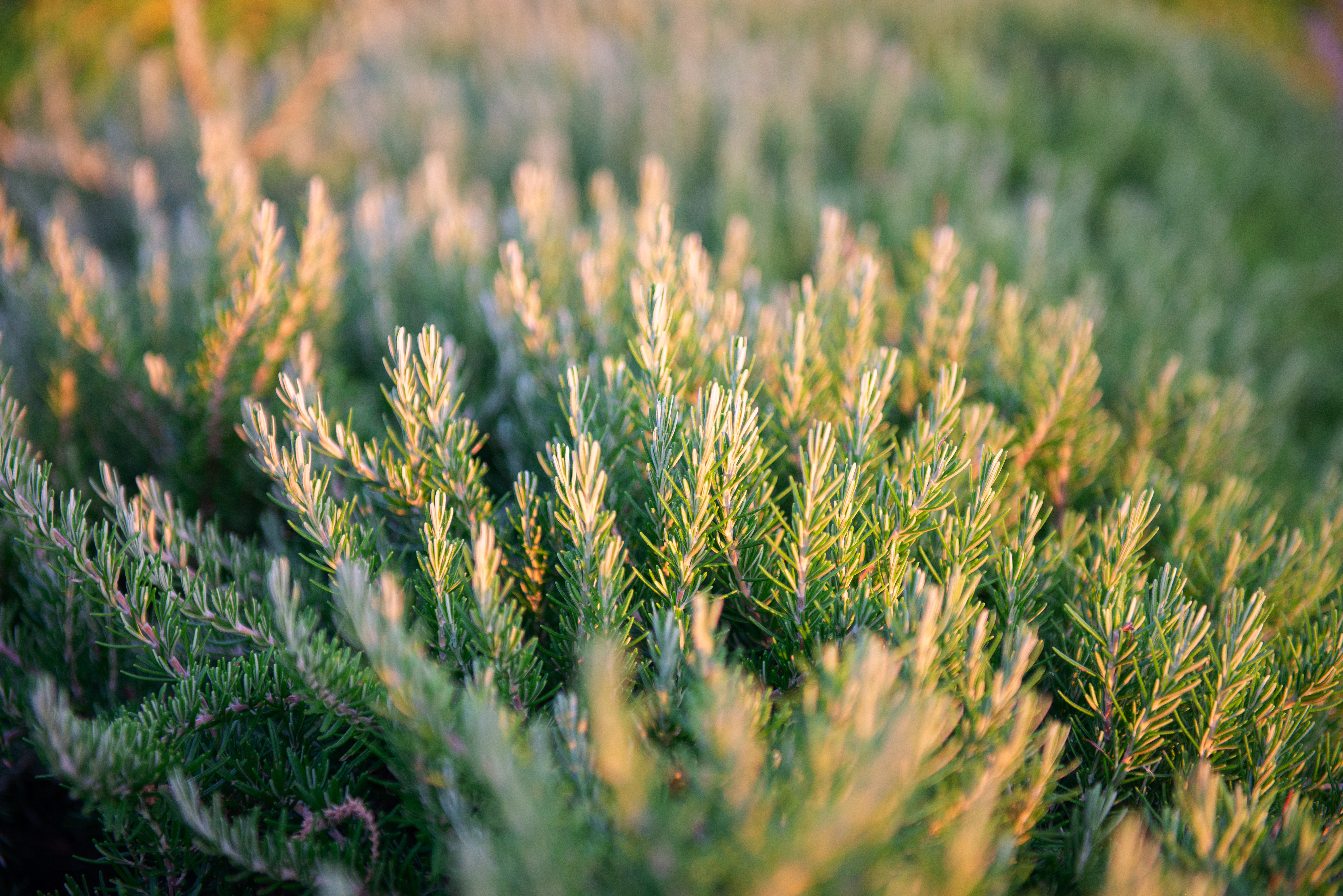 A rosemary bush