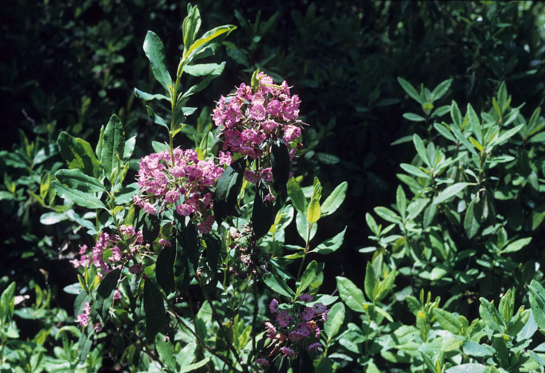 A cluster of pink flowers with green leaves growing in dense foliage under natural sunlight.