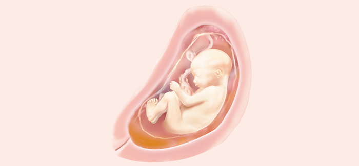 27 Ssw Symptome Schwangerschaft Entwicklung Pampers